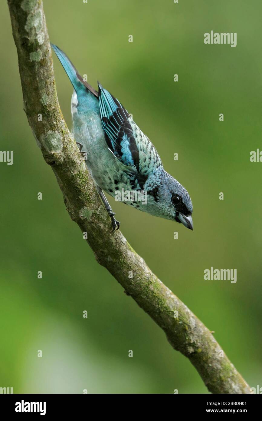 Azure-rumped Tanager (Tangara cabanisi) thront auf einer Filiale in Guatemala in Mittelamerika. Stockfoto