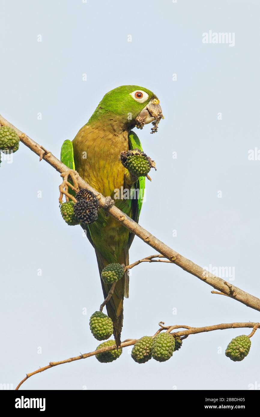 Aztec Parkeet, Eupsittula nana astec, zog auf eine Filiale in Guatemala in Mittelamerika Stockfoto