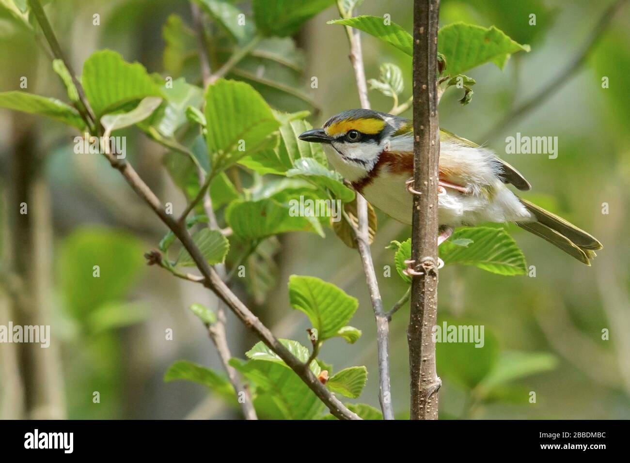 Kastanienseitiges Shrike-Vireo (Vireolanius melitophrys) thront auf einer Filiale in Guatemala in Mittelamerika. Stockfoto