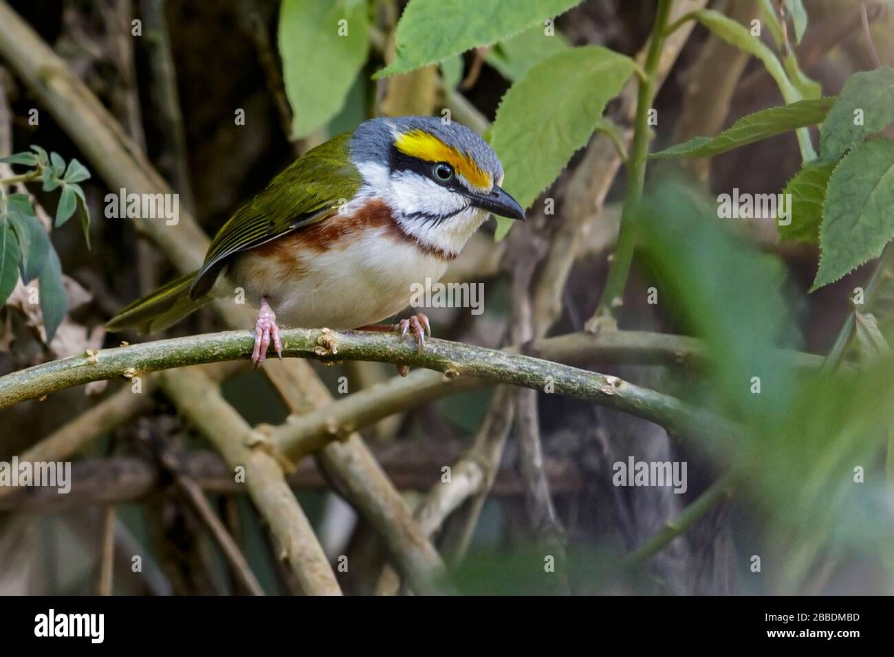 Kastanienseitiges Shrike-Vireo (Vireolanius melitophrys) thront auf einer Filiale in Guatemala in Mittelamerika. Stockfoto