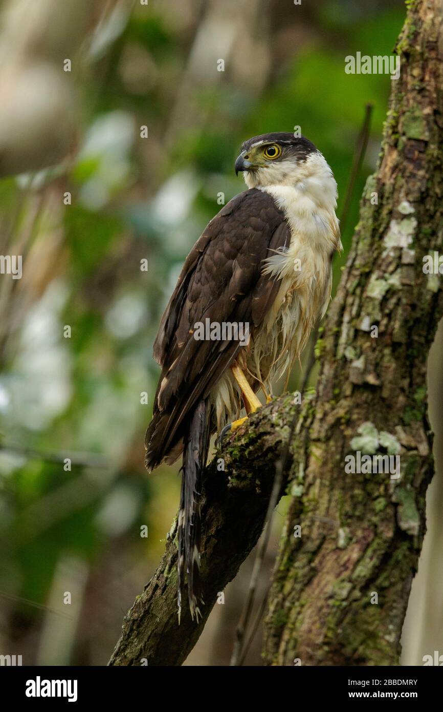 Collared Forest-Falcon, Micrastur semitorquatus, thront auf einer Filiale in Guatemala in Mittelamerika Stockfoto