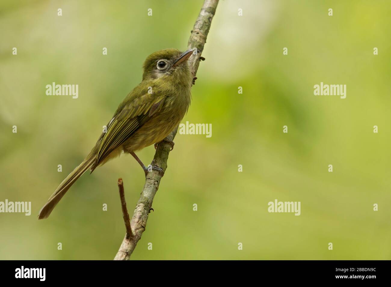 Der augenringige Flatbill (Rhynchocyclus brevirostris) thront auf einer Filiale in Guatemala in Mittelamerika. Stockfoto