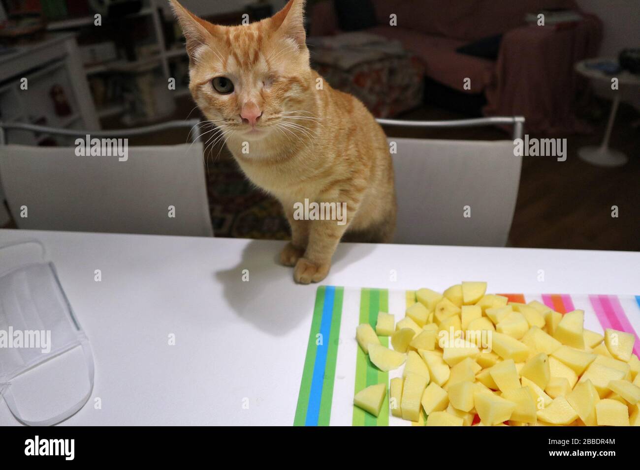 Gatto con le patate Stockfoto