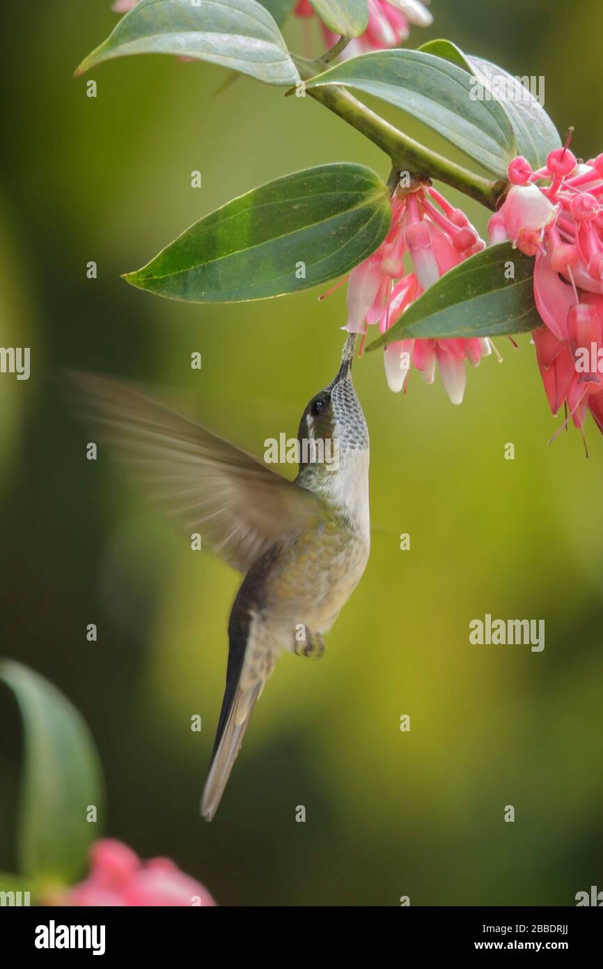 Grün-throated Mountain-gem, Lampornis viridipallens, die sich in Guatemala in Mittelamerika von einer Blume ernähren. Stockfoto