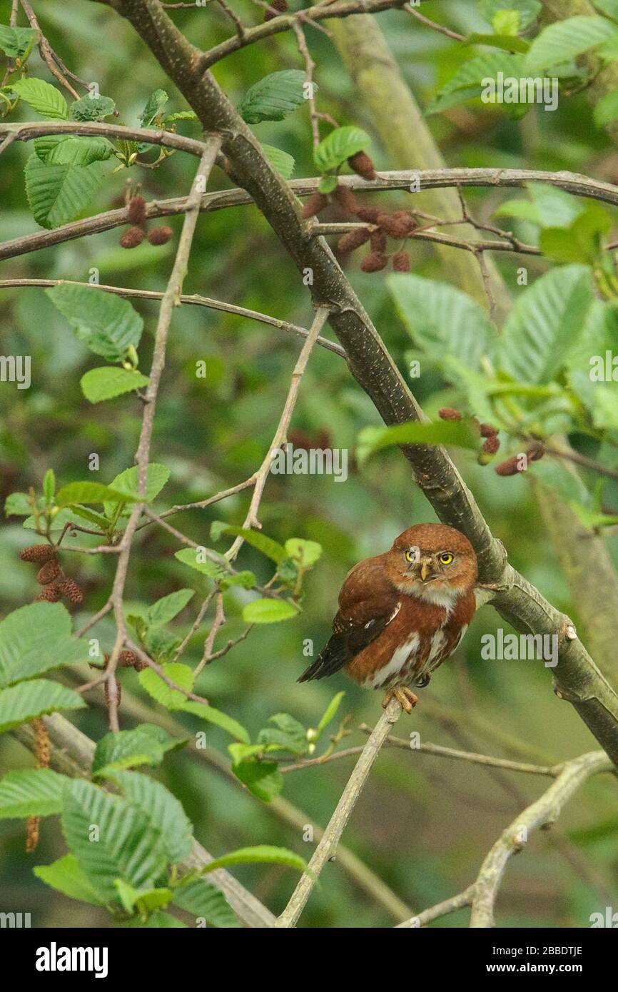 Glaucidium gnoma cobanense Fotos und Bildmaterial in hoher Auflösung