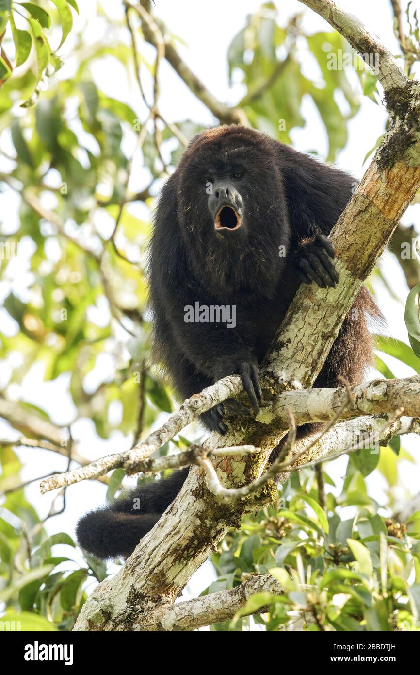 Heuler Monkey, Alouatta thront auf einer Filiale in Guatemala in Mittelamerika Stockfoto