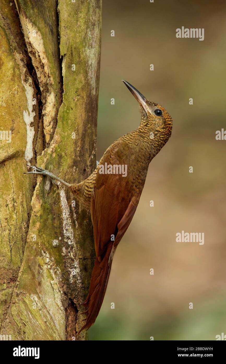 Der nördliche versperrte Woodcreeper (Dendrocolaptes sanctithomae) thront auf einer Filiale in Guatemala in Mittelamerika. Stockfoto
