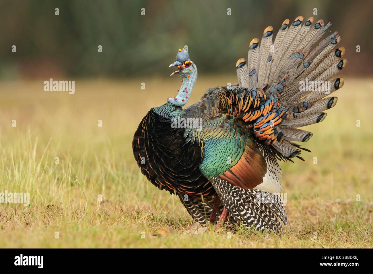 Die verlockte Türkei (Meleagris ocellata) thront in Guatemala in Mittelamerika auf dem Boden Stockfoto