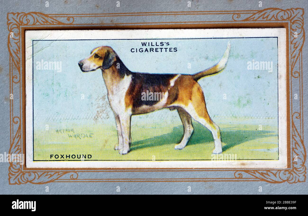 W.D. & H.O. Wills Zigarettenkarte, Foxhound Stockfoto