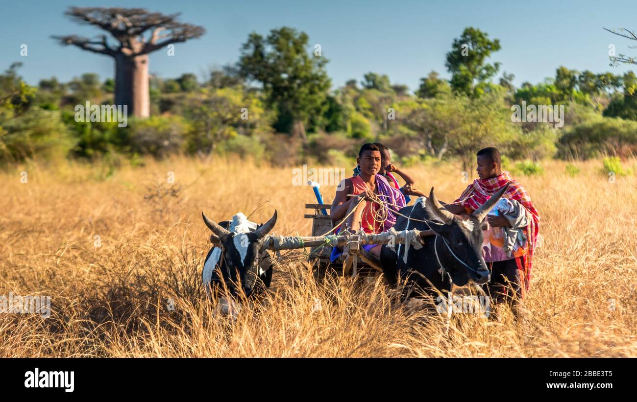 Wie Heißen Die Einwohner Von Madagaskar Madagaskar menschen -Fotos und -Bildmaterial in hoher Auflösung – Alamy
