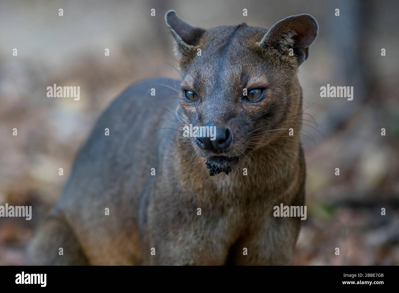 Tier aus dem Kirindy Trockenwald, Madagaskar Stockfoto