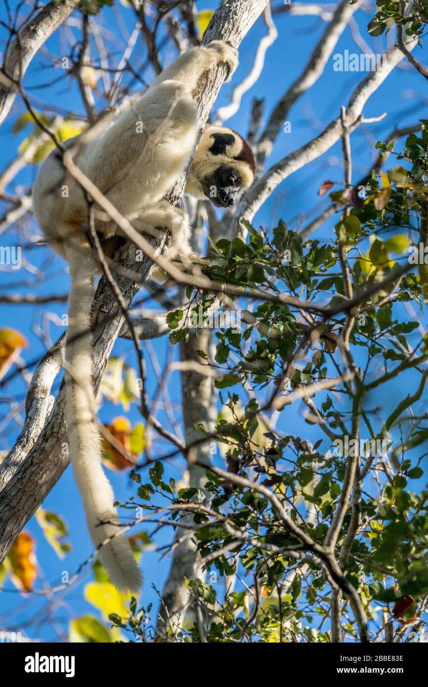 Tier aus dem Kirindy Trockenwald, Madagaskar Stockfoto