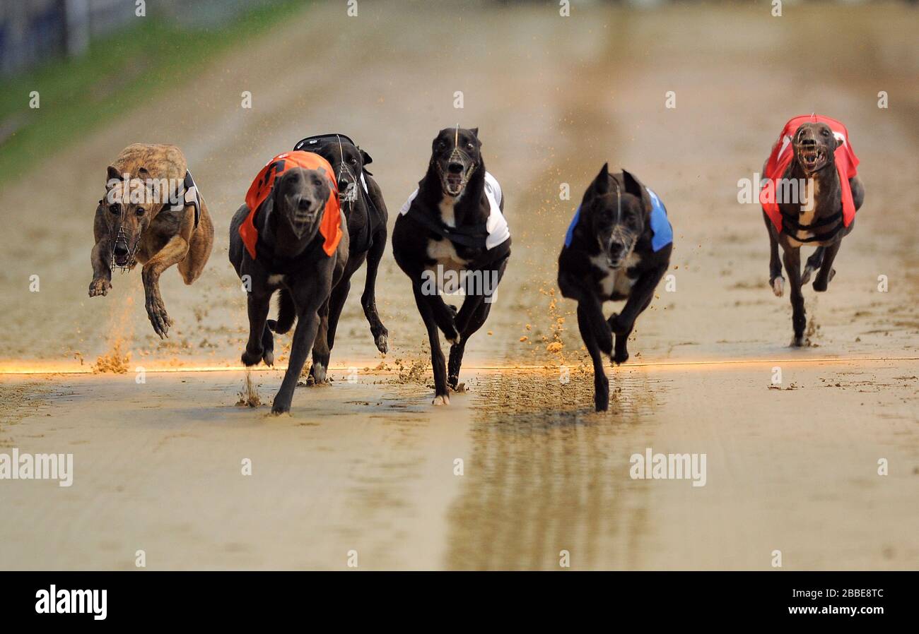 Hather George (Nr. 6 schwarz/weiß), Boherna Rumble (Nr. 5 orange), Reel Trickyone (Nr. 4 schwarz), Frisby Barney (Nr. 3 weiß), Bonamassa Rocks (Nr. 2 blau) und Benkaat Blue (Nr. 1 rot) im Einsatz während des William Hill Derby 3. Runde Heat 5 Stockfoto