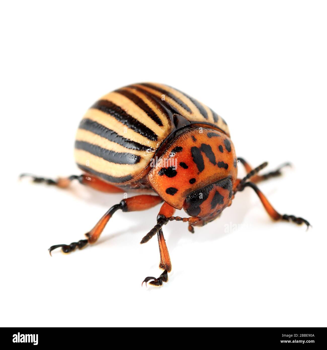 Colorado-Käfer auf dem isolierten Hintergrund Stockfoto