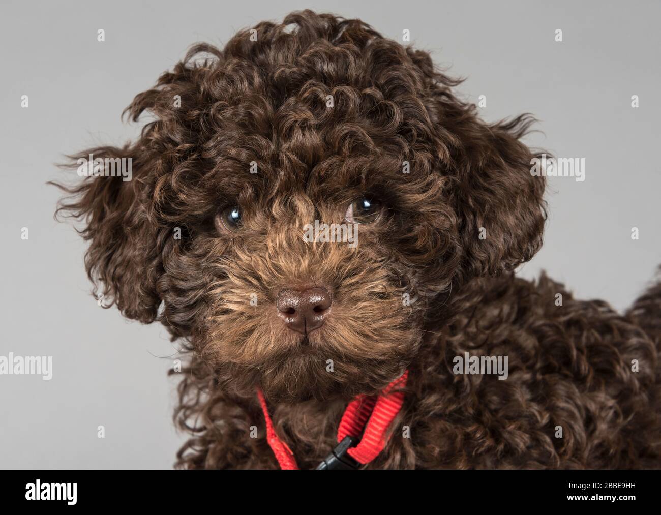 Yorkie - Poo Puppy (9 Wochen), Großbritannien. Stockfoto
