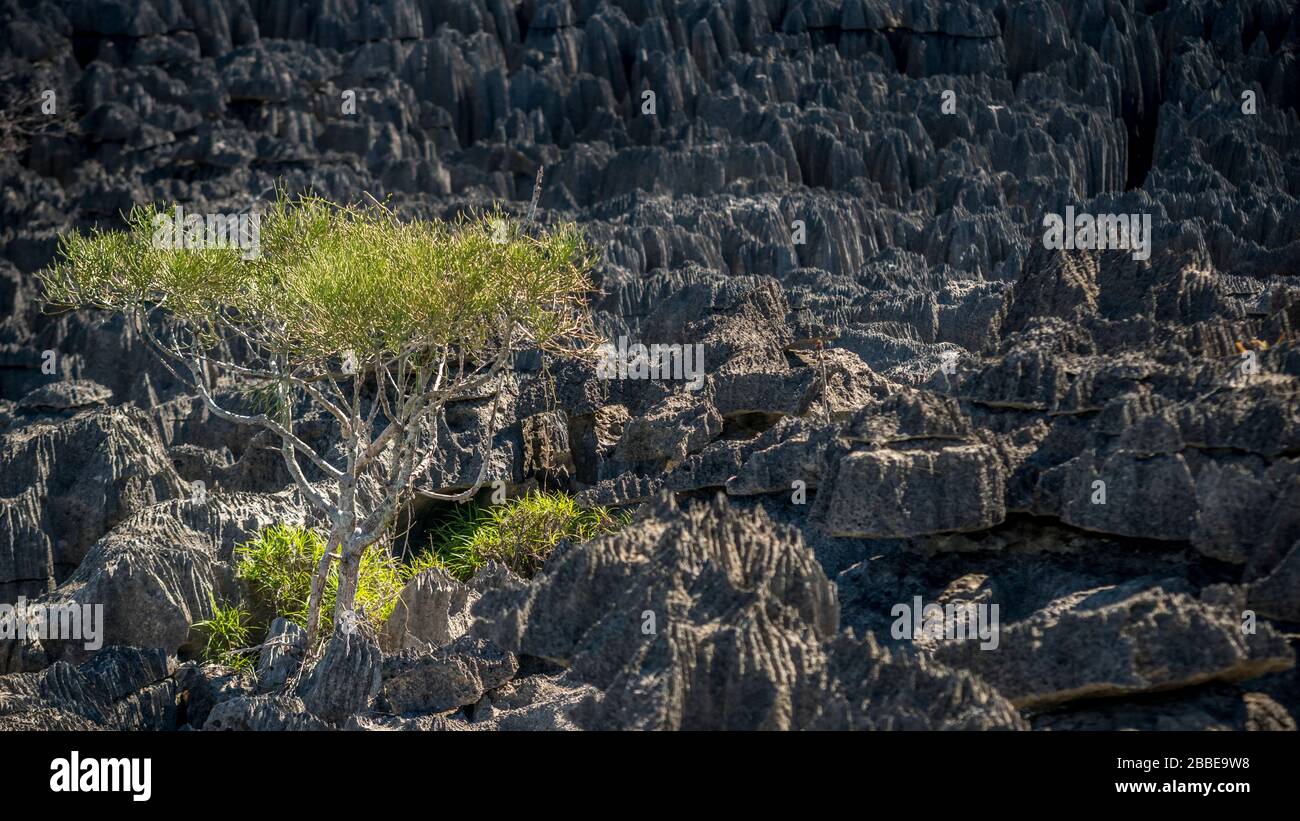 Tsingy de Bemaraha National Park, Madagaskar. Foto im Petit Tsingy Teil, in diesem Karts Labyrinth! Stockfoto