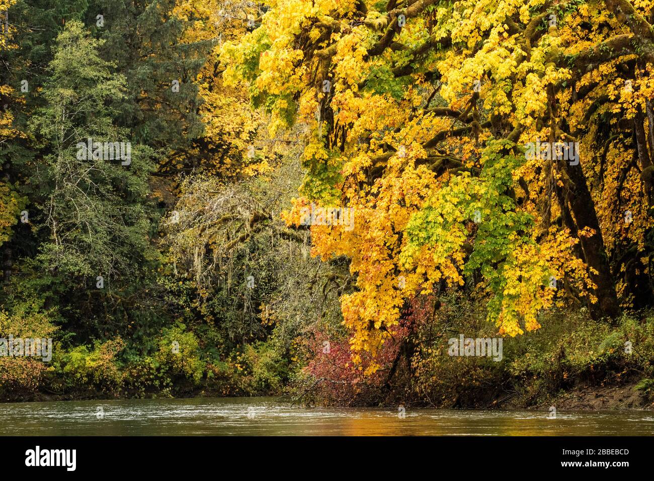 Big Leaf Maple, Acer Macrophyllum, überragt den Nitinat River, Vancouver Island, BC Canada Stockfoto