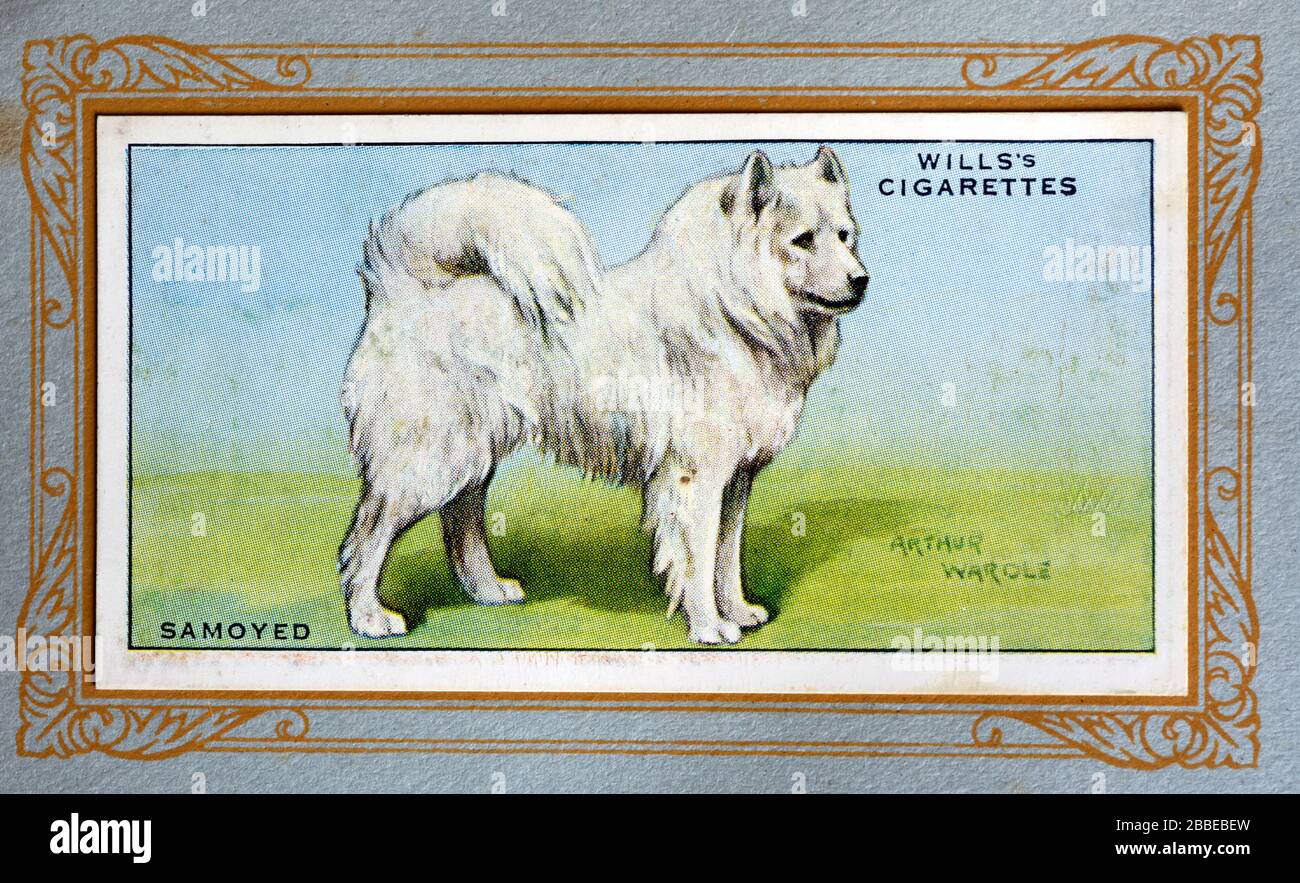 W.D. & H.O. Wills Zigarettenkarte, Samoyed Stockfoto