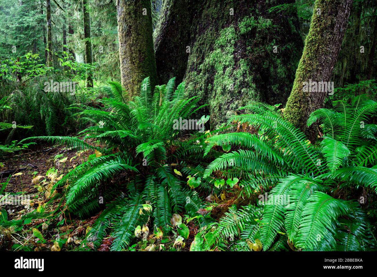 Westliche Schwertfarne, Polystichum munitum, am Fuß der großen Sitka Fichte, Picea sitchensis, Carmanah Walbran Provincial Park, Vancouver Island, BC, Kanada Stockfoto