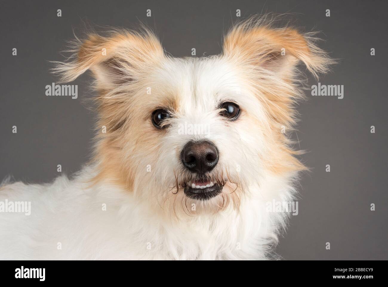 Portrait eines kleinen süßen Hundes in Großbritannien. Stockfoto