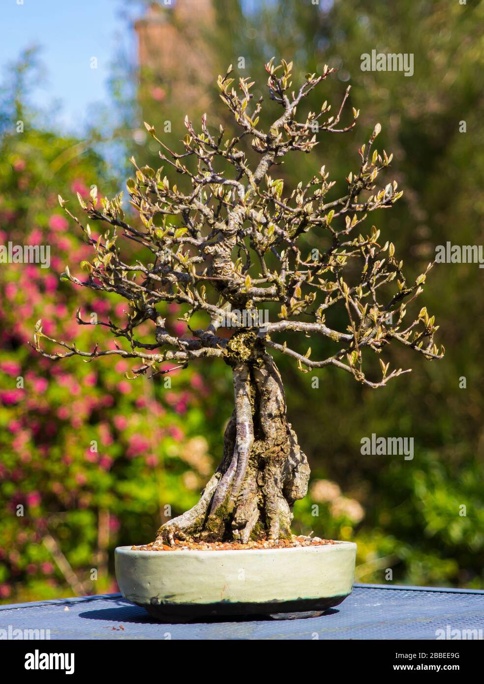 Informeller, aufrechter Cotoneaster Franchetti Bonsai in Entwicklung und in einem Enthusiasten-Garten in Bangor Nordirland zu sehen Stockfoto