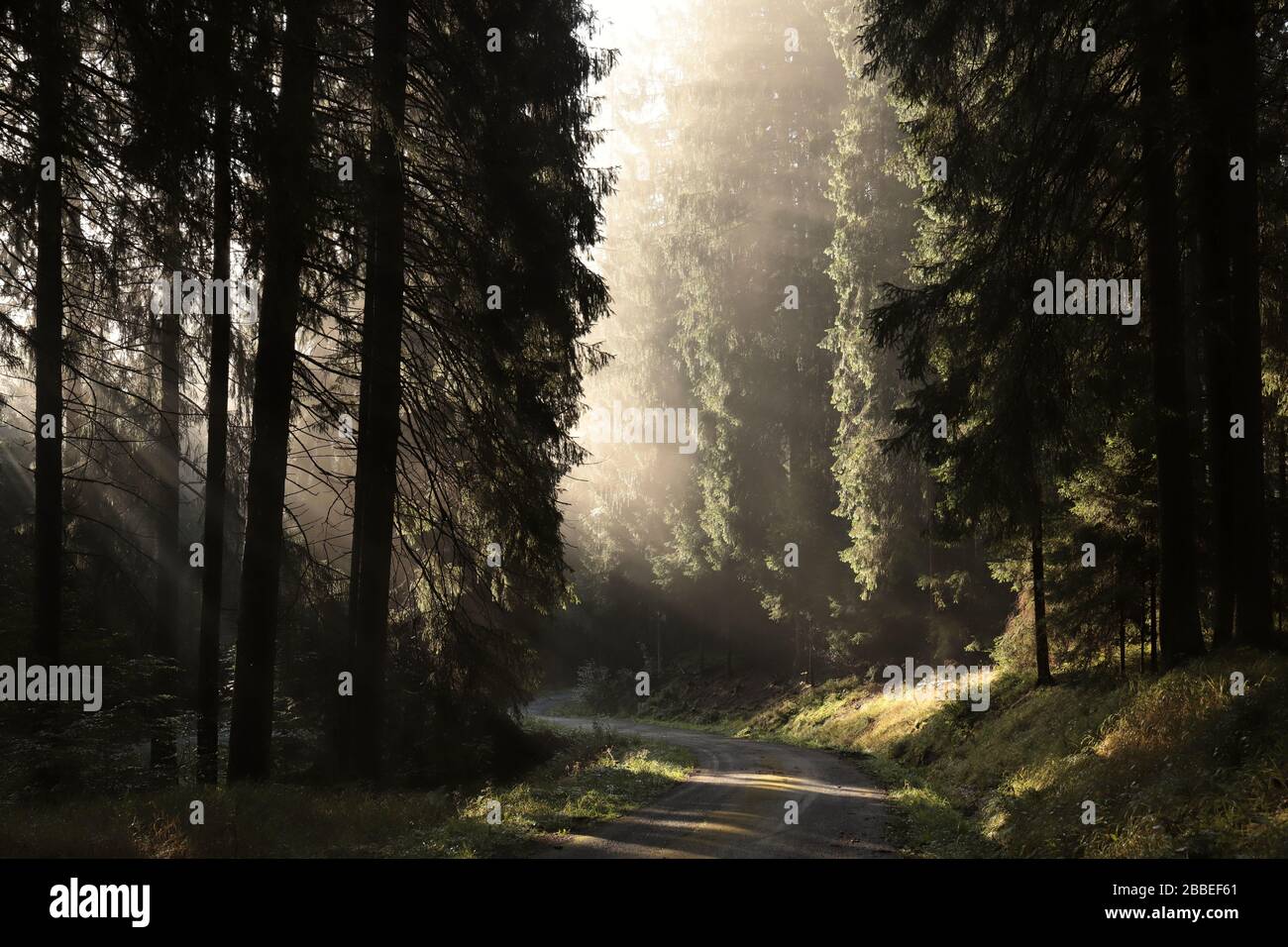 Weg durch einen Nadelwald an einem nebligen Morgen. Stockfoto