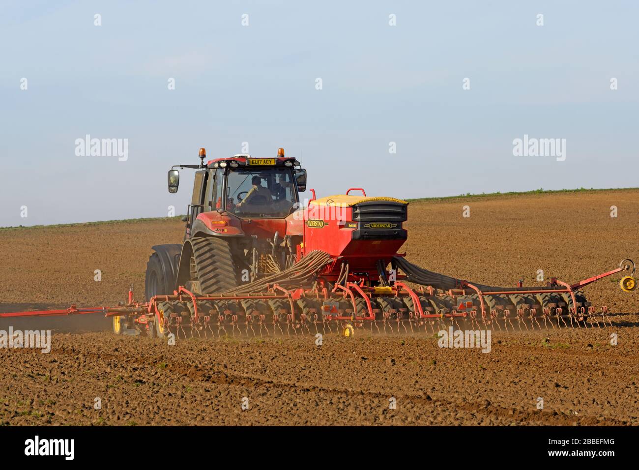 Bohren Sie während des Lockdowns, Bawdsey, Suffolk, Großbritannien, einen Erbsenanbau. Stockfoto