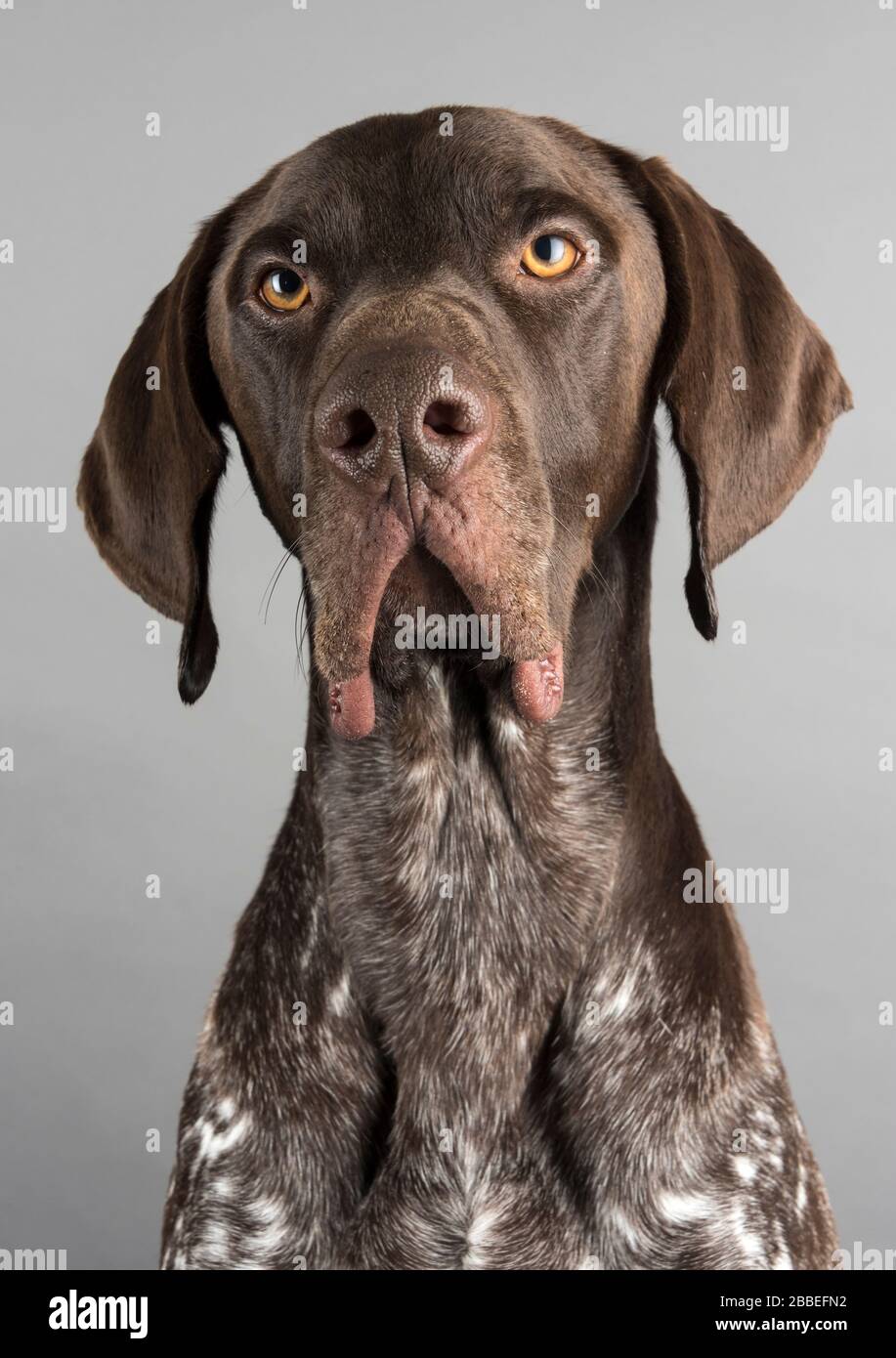 Deutscher Kurzzeigezeiger, Großbritannien. Stockfoto