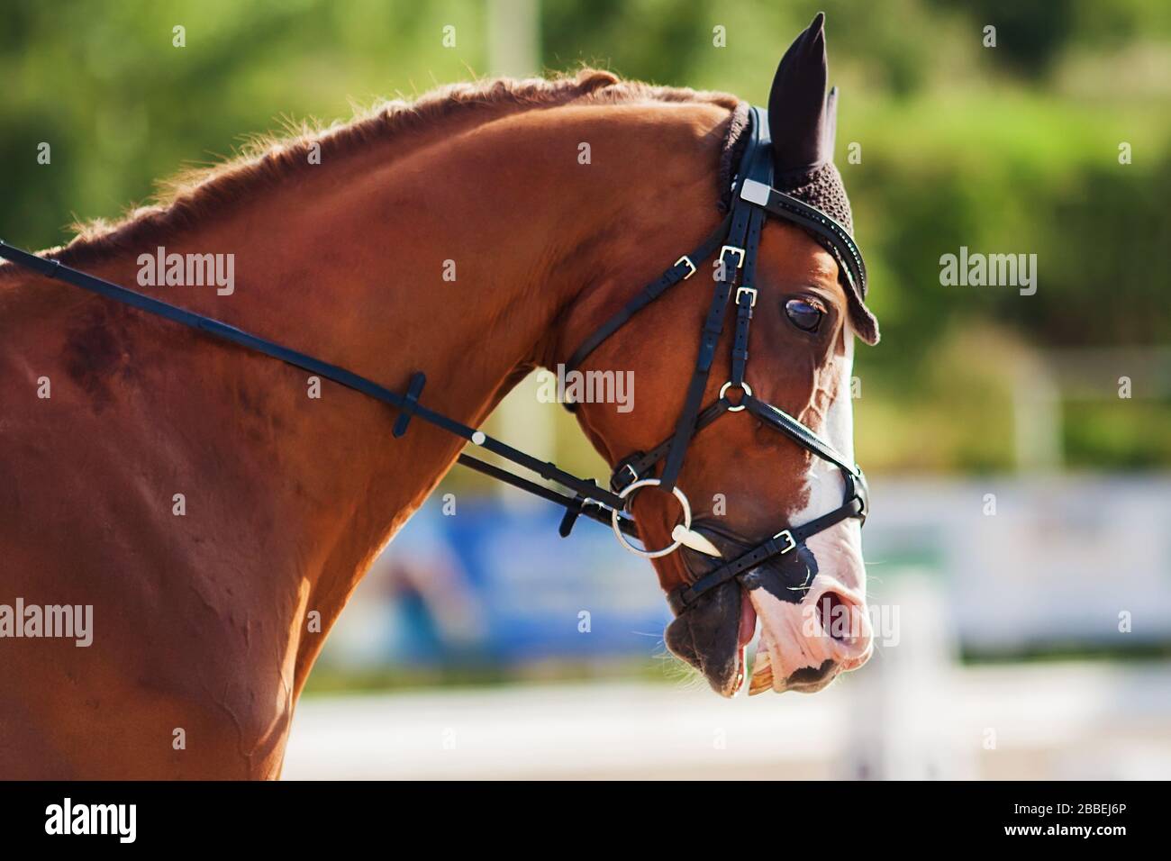Portrait eines Sorrels verängstigte Rennpferd mit weiten Augen und verdünnt gebratenen Nasenlöchern an einem sonnigen Tag bei einer Sportveranstaltung. Stockfoto