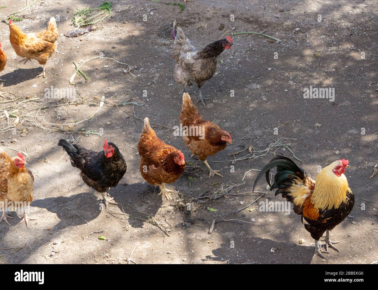 Gruppe von Hühnern in einem Korral im Freien, Hühnerlauf Stockfoto