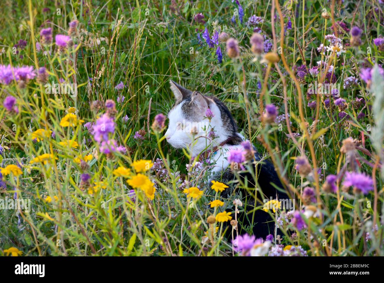 Zwischen dem Gras sitzt eine Katze mit Kragen. Katze auf Entdeckungsreise in einer Blumenwiese an einem Sommertag Stockfoto