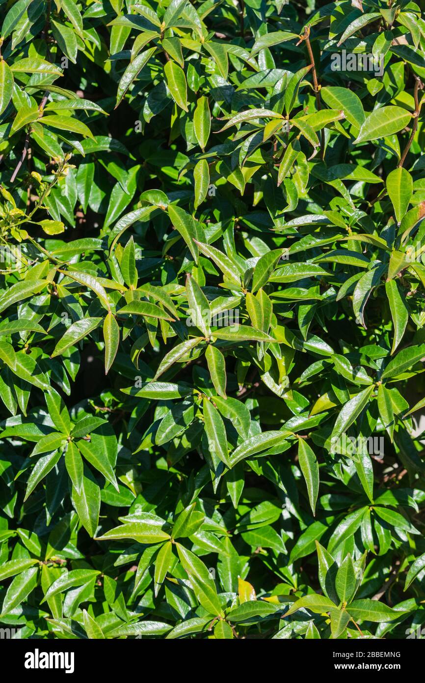 Glänzende ovate Blätter von Trachelospermum jasminoides (Star Jasmine, Confederate Jasmine) immergrüner Kletterstrauch im Frühjahr, Großbritannien. Stockfoto