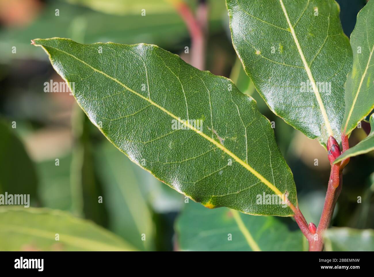 Makro-Nahaufnahme eines Blattes von einem Bay Tree (Laurus nobilis) AKA Sweet Bay & Bay Lorbeer, im Frühling im UK.Bay Leaf. Stockfoto