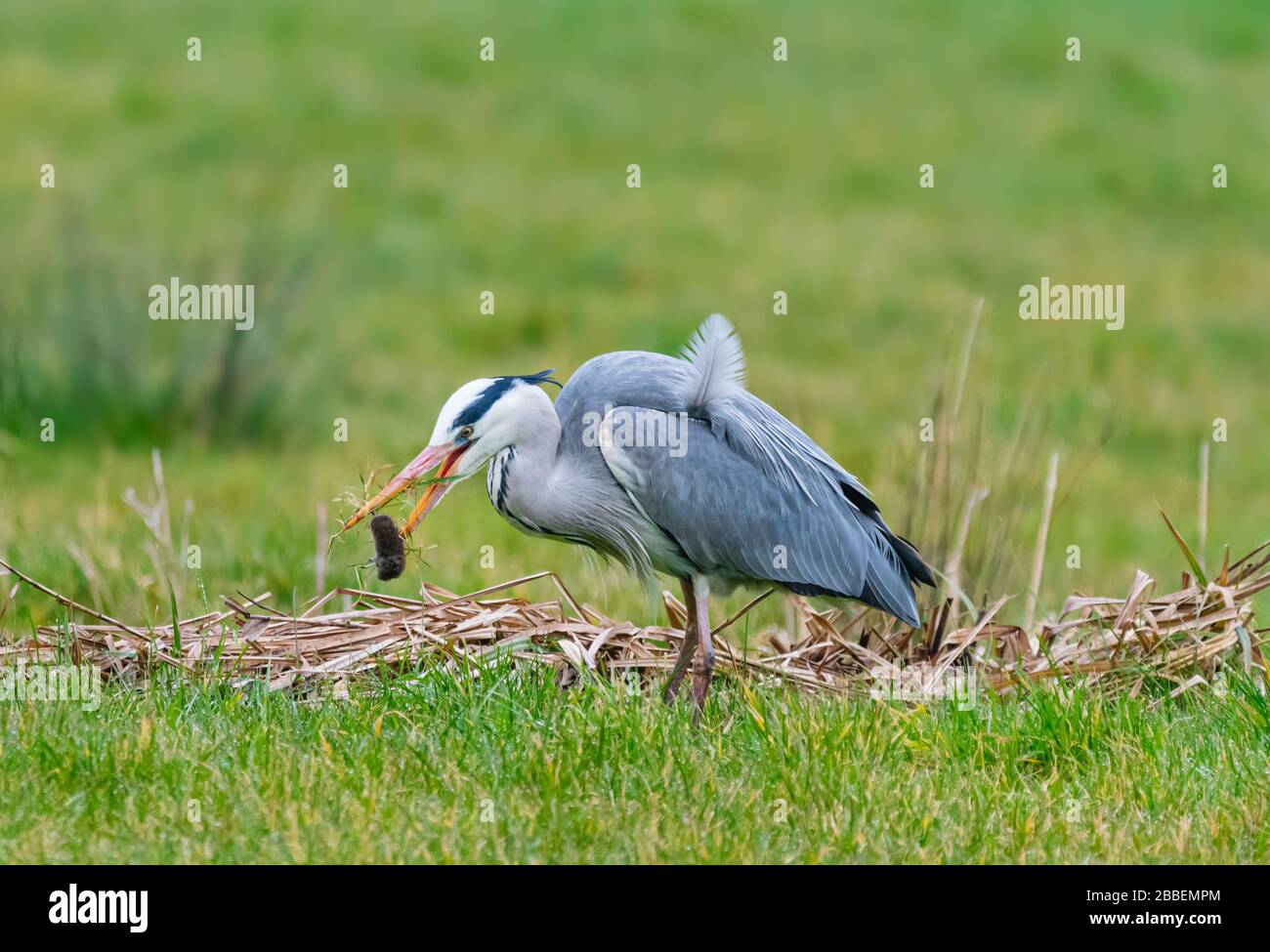 Nach Graureiher (Ardea cinerea), einem großen Planschbecken Vogel, der Verzehr von Gras während der Jagd im Winter in West Sussex, UK. Graureiher Fütterung. Stockfoto