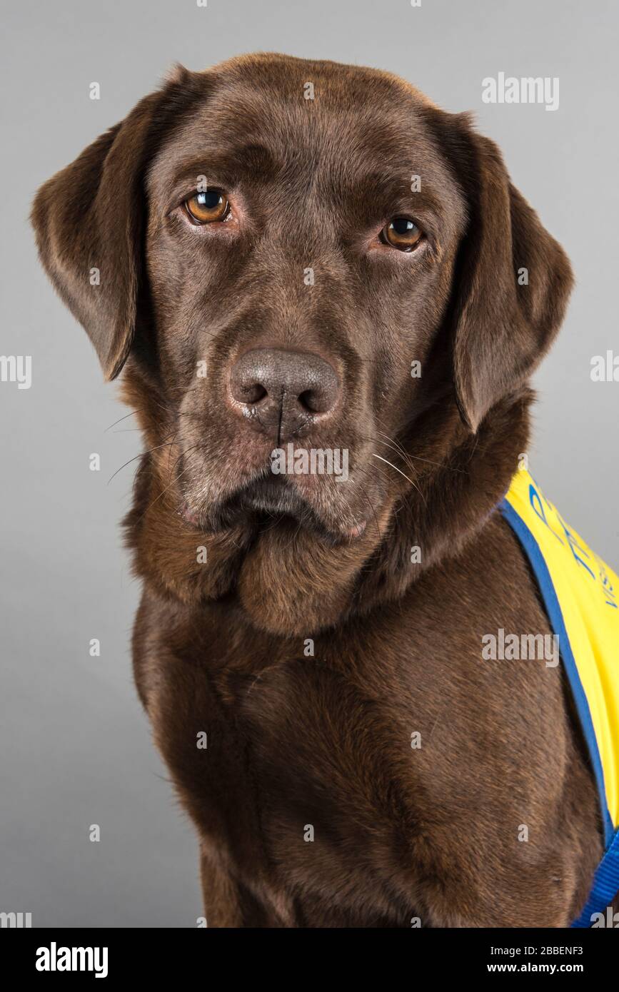 Porträt eines Tierhundes in Großbritannien Stockfoto