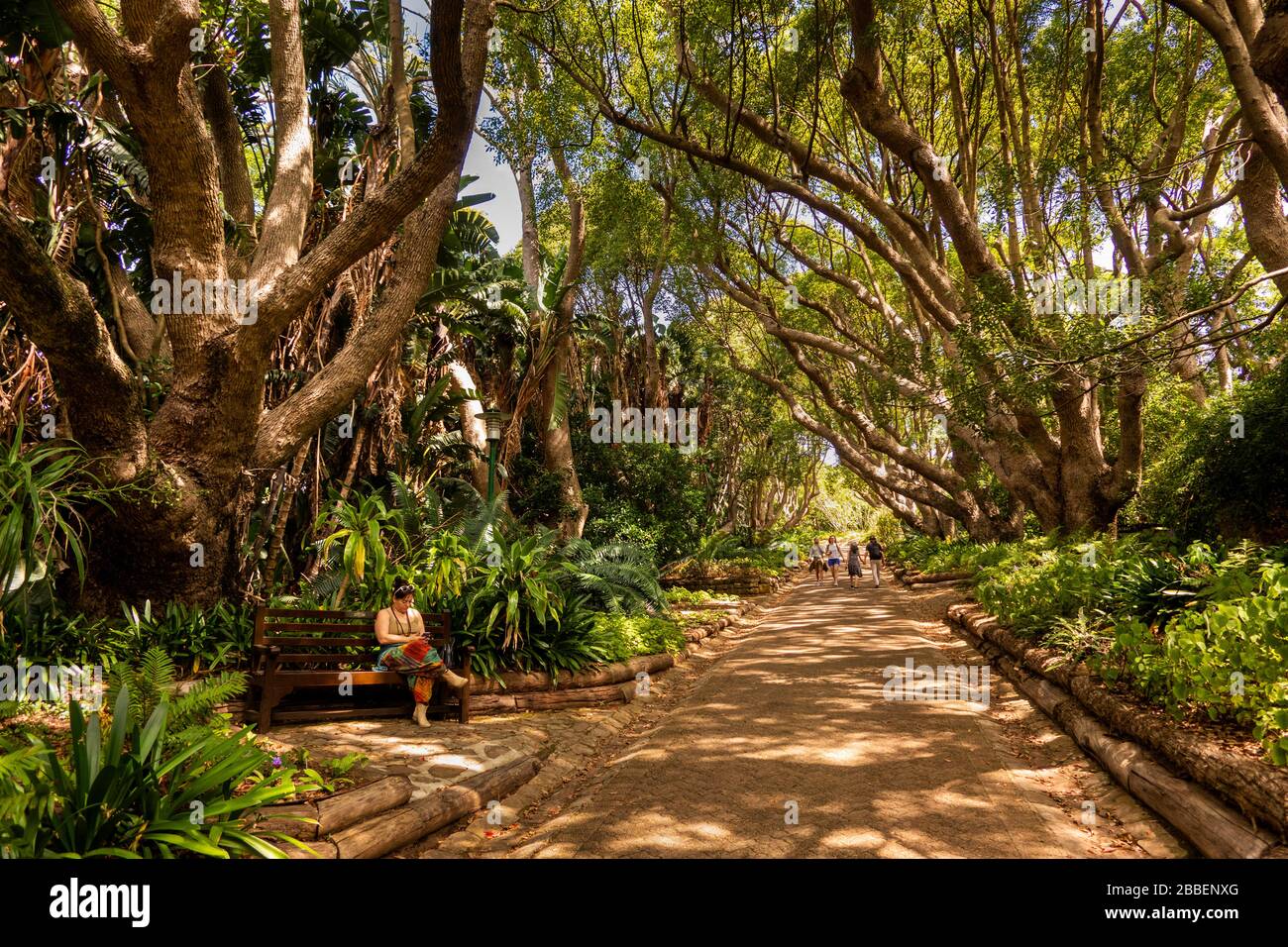 Südafrika, Kapstadt, Kirstenbosch National Botanical Garden, Besucher in schattiger Allee von Bäumen Stockfoto