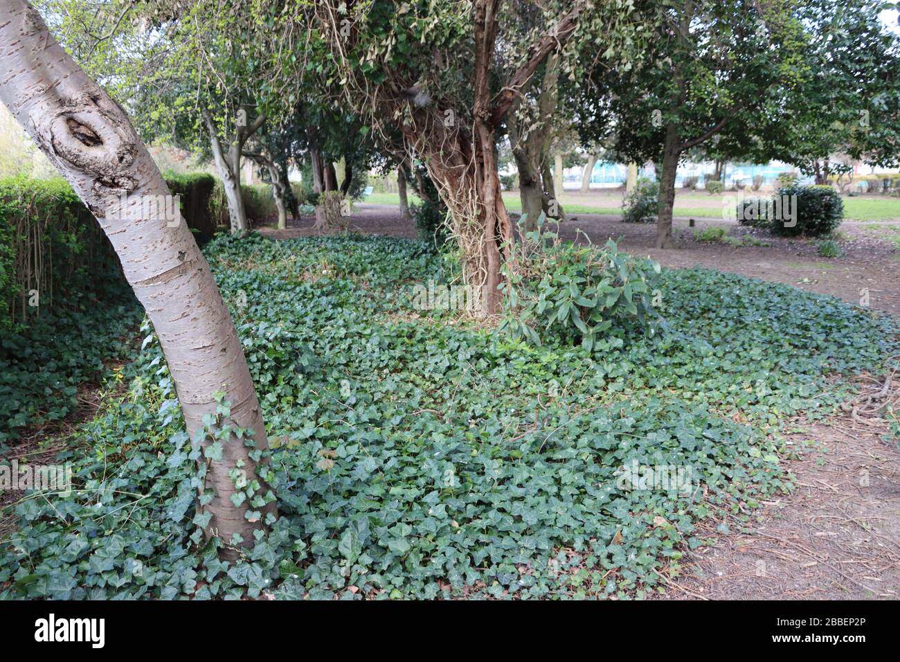 Bäume in Parkland Stockfoto