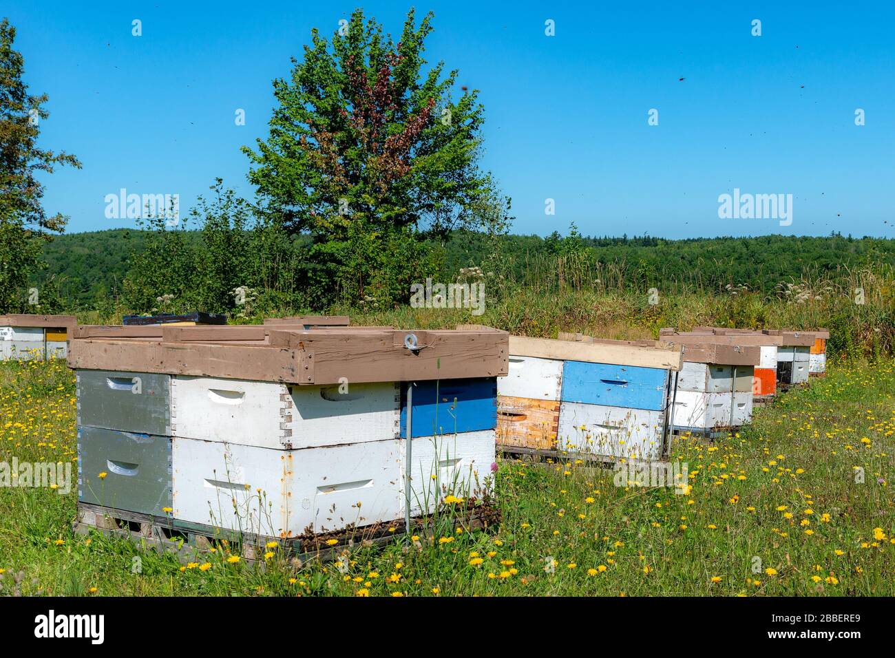 Nahaufnahme von Holzbeilchen, die auf einem Feld willkürlich verstreut sind. Bienen sind am Eingang zum Bienenstock am Grund zu sehen. Schwarze Punkte in der Luft Stockfoto