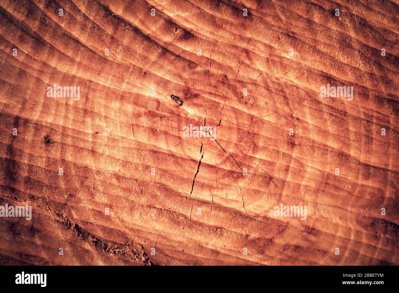 Textur eines Baumes. Ringe an der Innenseite eines geschnittenen Kofferraums Stockfoto