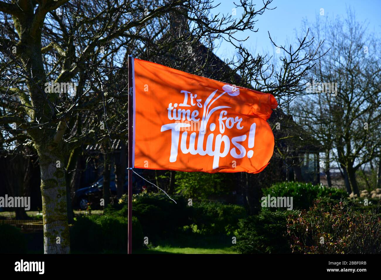 Lisse, der Netherlands-März 2020: Leuchtend orangefarbene Fahne schwenkt, um die ersten Tulpen der Saison in Lisse zu feiern Stockfoto