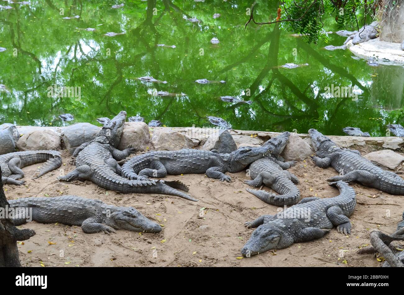 Krokodile oder echte Krokodile sind große semiaquatische Reptilien, die in den Tropen in Afrika, Asien, Amerika und Australien leben. Stockfoto