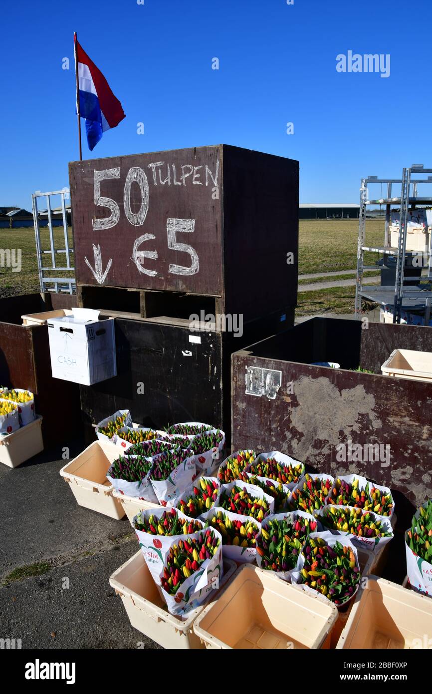Lisse, die Netherlands-März 2020: Lokaler Bauer verkauft seine Tulpen (Text: Tulpen) entlang der Straße: 50 Tulpen für 5 Euro; Ehrensystem, Geld bezahlen Stockfoto
