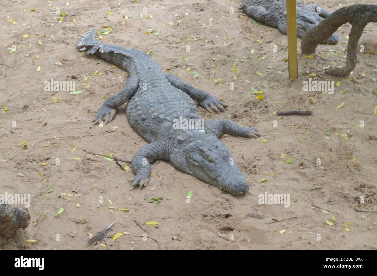 Krokodile oder echte Krokodile sind große semiaquatische Reptilien, die in den Tropen in Afrika, Asien, Amerika und Australien leben. Stockfoto