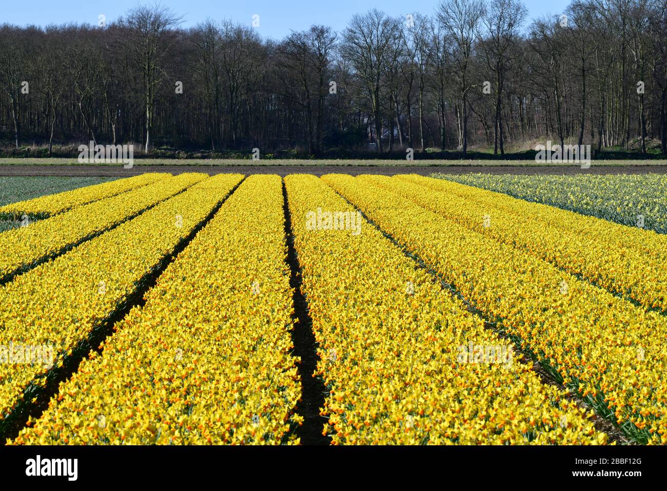 Lisse, der Netherlands-März 2020: Panoramablick über ein Feld von leuchtend gelben Narzissen, die in übersichtlich organisierten Linien in der Nähe der niederländischen Stadt wachsen Stockfoto