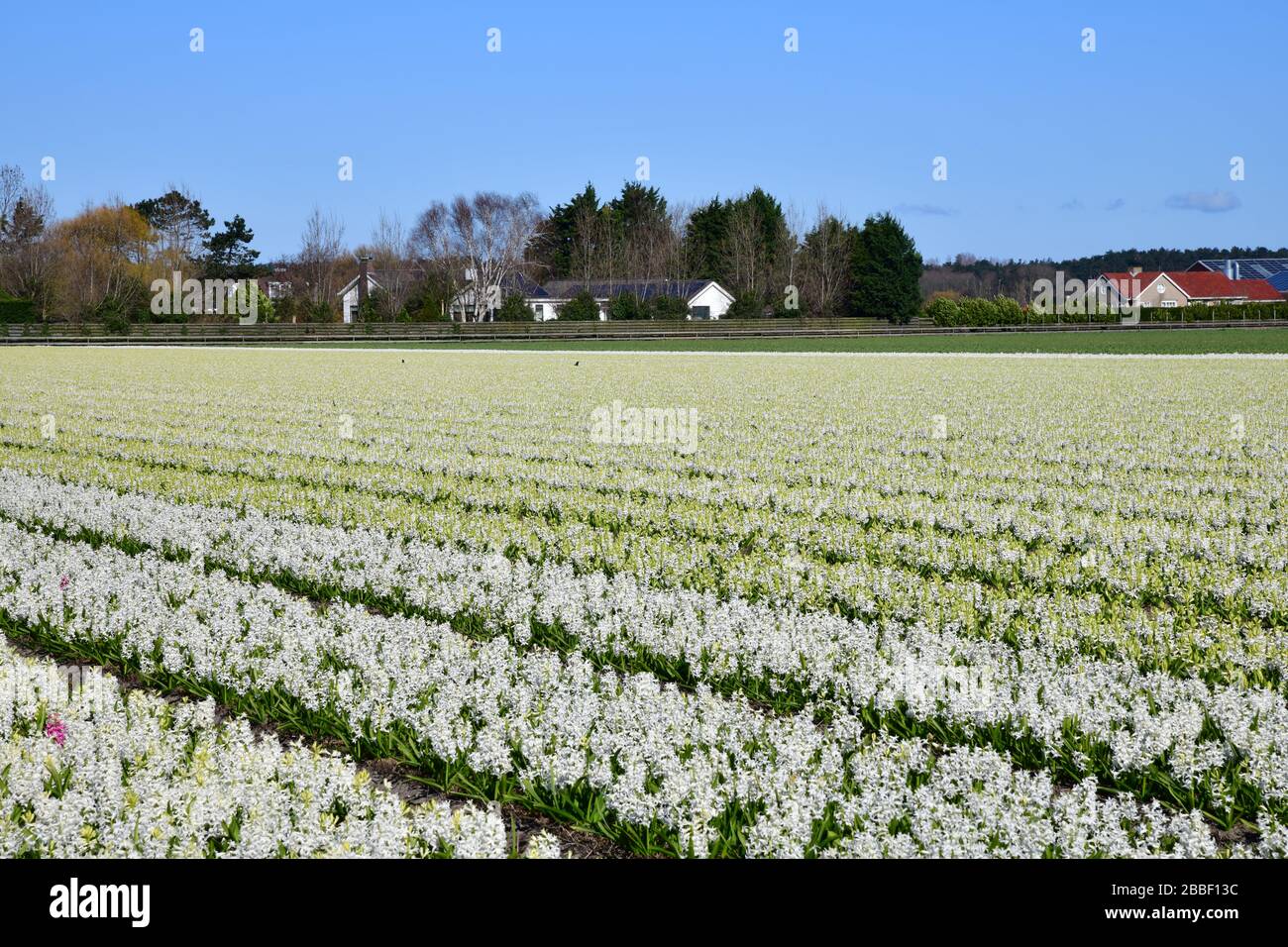 Panoramablick auf die Reihe nach weißen Hyazinth-Reihen in einem Feld in der Nähe der niederländischen Stadt Lisse Stockfoto