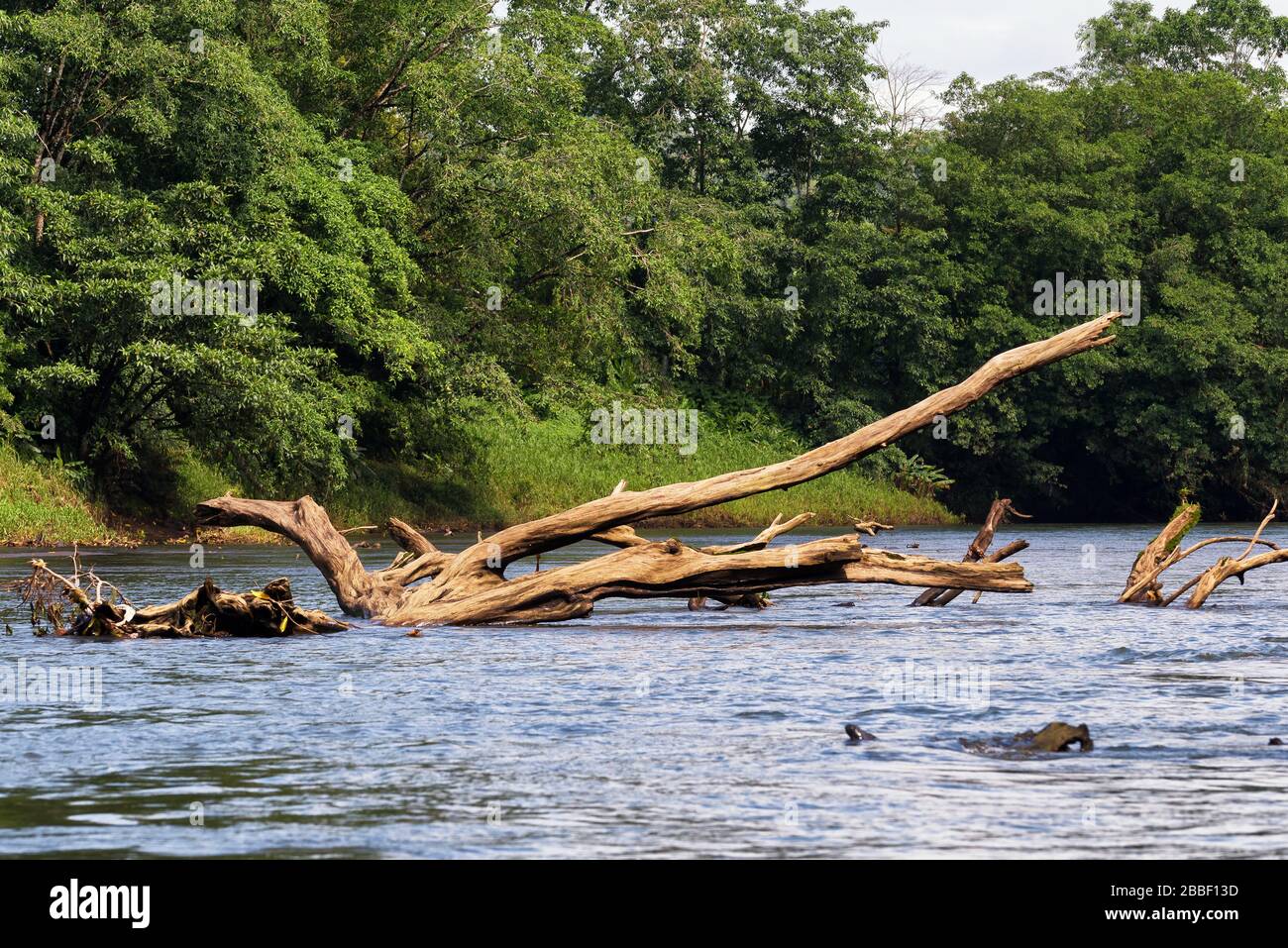 Toter Baum in der Mitte des Rio Sarapiqui Gewässer. Tropisches und wildes Flusslebensraumkonzept. Puerto Viejo de Sarapiqui, Costa Rica. Stockfoto