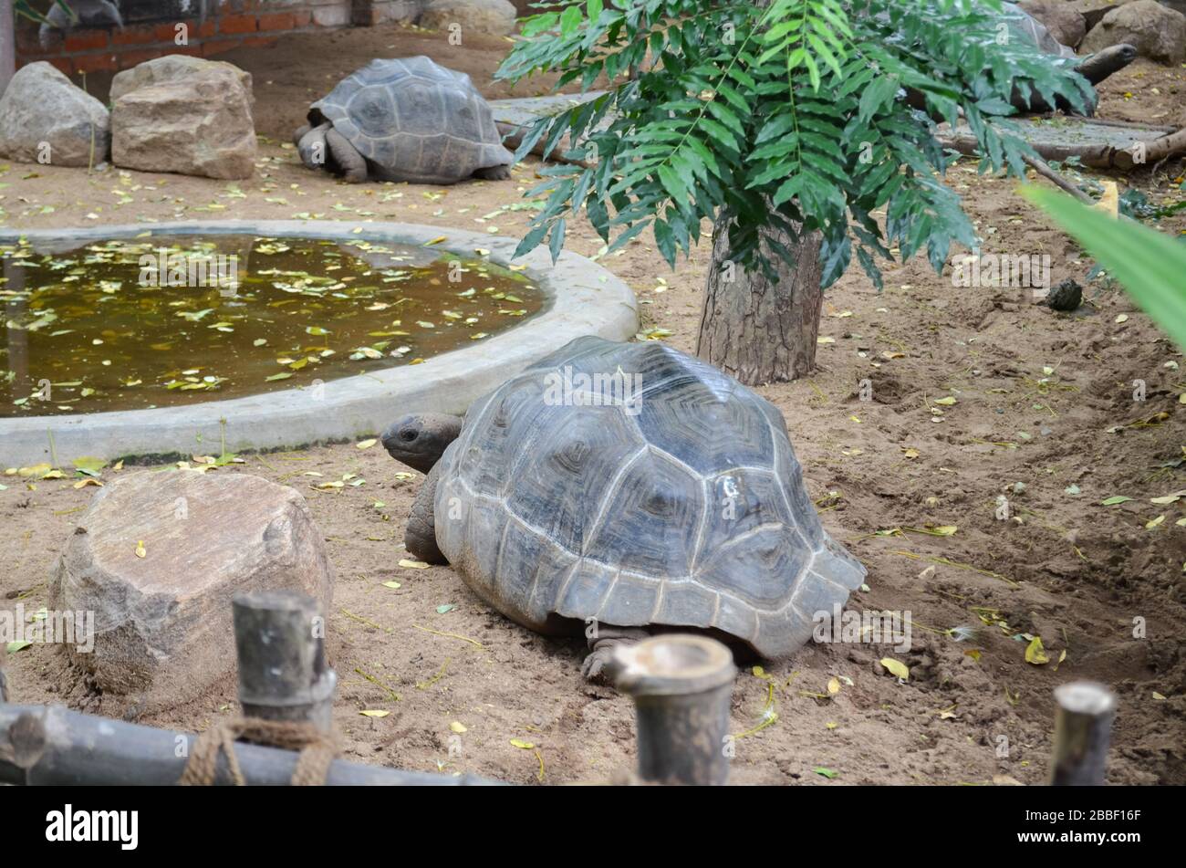 Krokodile oder echte Krokodile sind große semiaquatische Reptilien, die in den Tropen in Afrika, Asien, Amerika und Australien leben. Stockfoto