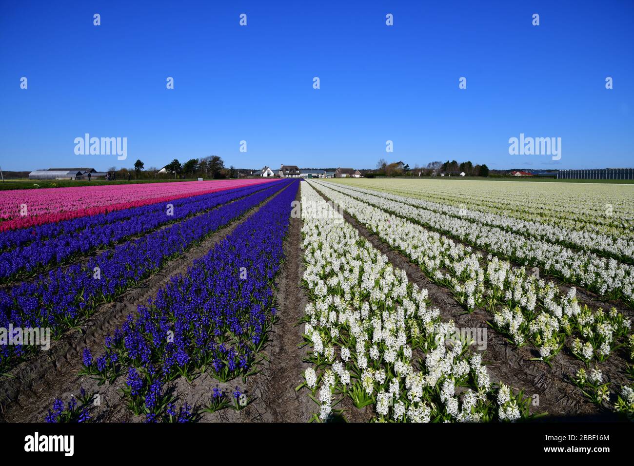 Panoramablick auf lange Reihen von links blau und rot und rechts weißen Hyazinths in einem Feld nahe der niederländischen Stadt Lisse gegen ein klares b Stockfoto
