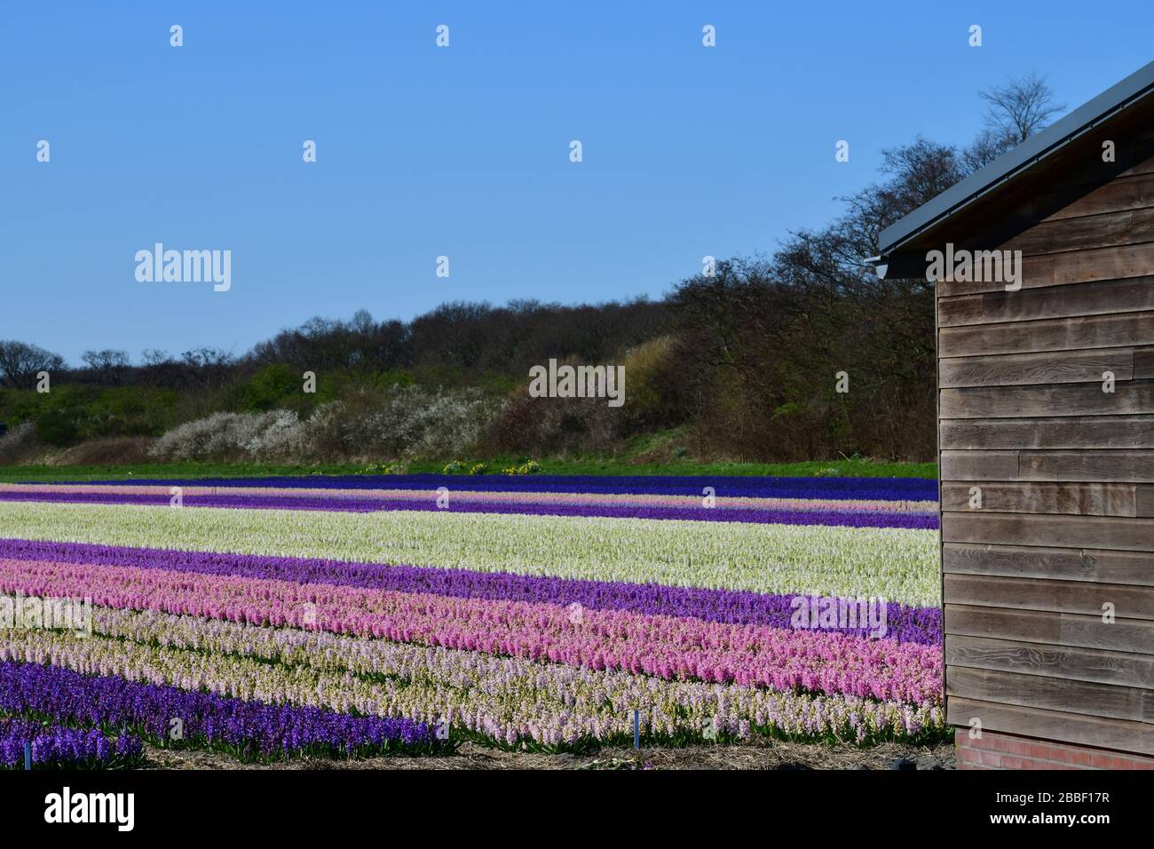 Hohe Winkelansicht der Reihe nach blauen, violetten, rosafarbenen und weißen Hyazinths in einem Feld nahe der niederländischen Stadt Lisse gegen einen klaren blauen Himmel Stockfoto