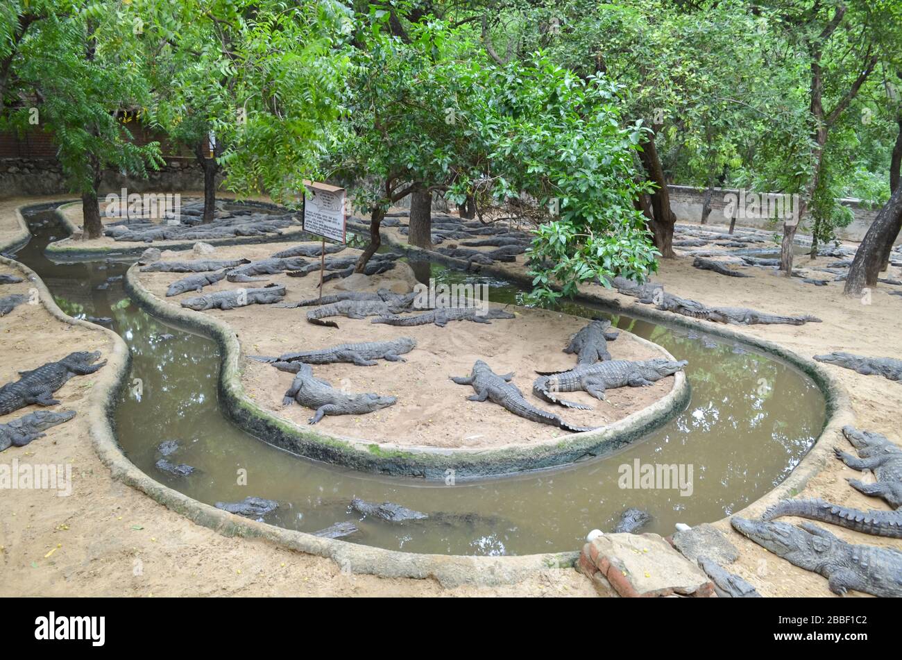 Krokodile oder echte Krokodile sind große semiaquatische Reptilien, die in den Tropen in Afrika, Asien, Amerika und Australien leben. Stockfoto